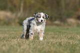 BERGER AUSTRALIEN PUPPIES 246